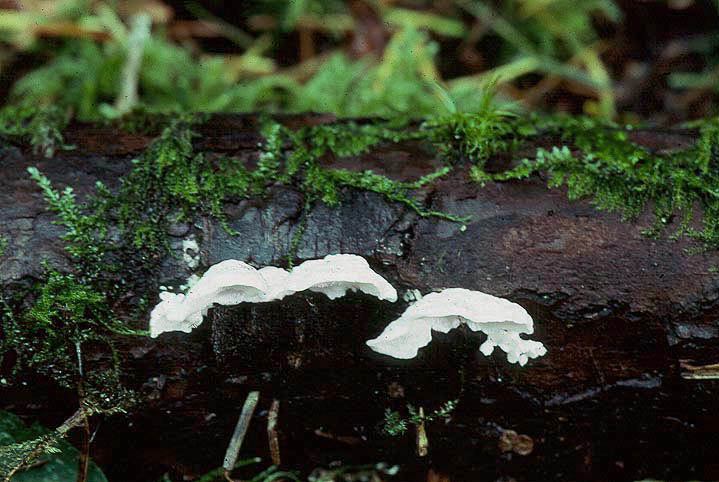 Tyromyces chioneus